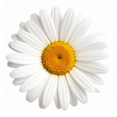 White Daisy Flower with Yellow Center and Fresh Petals Isolated on White Background for Botanical Object, Garden Blossom and Summer Floral Concept