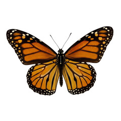 Fototapeta premium butterfly on white background