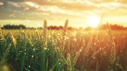 Wheat field at sunset with network connection