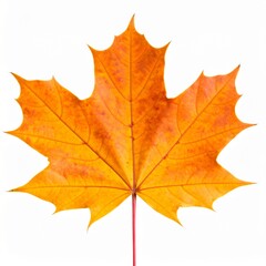 Fototapeta premium Autumn Maple Leaf with Vibrant Orange Color and Natural Veins Isolated on White Background for Botanical Object, Seasonal Decoration and Fall Concept