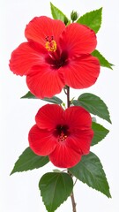 Bright Red Hibiscus Flower with Large Petals and Tropical Detail Isolated on White Background for Botanical Object, Exotic Blossom and Summer Decoration Concept