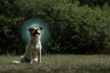 playful dog sits in park with holographic display of activity levels and commands hovering above its head