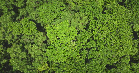 Natural background. Vibrant green jungle forest canopy of trees creating a dense, textured pattern...