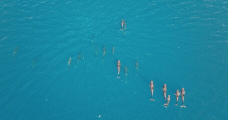 Aerial drone captures a pod of dolphins whales gracefully swimming in vibrant turquoise ocean water, mesmerizing spectacle of marine life. Wild nature sea travel background, top down view