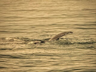 Humpback whale fluke tip disappearing beneath waves at sunset – Cape Cod, Boston area – serene ocean background with ample copy space