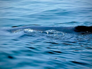 Blue-toned close view of humpback whale surfacing in Cape Cod, Massachusetts – cool minimal ocean texture, wide background for headers and ads