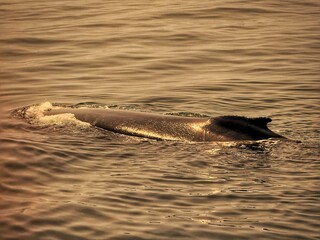 Humpback whale surfacing at golden hour in Cape Cod, Massachusetts – dorsal fin and blowhole,...