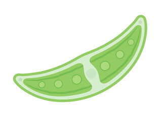 かわいいミカヅキモのイラスト素材