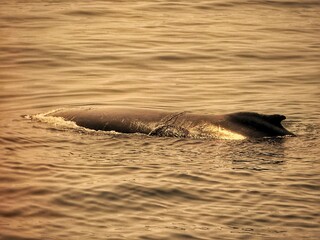 Golden-hour humpback whale with arching back in Cape Cod, MA – rolling dive on smooth sea,...