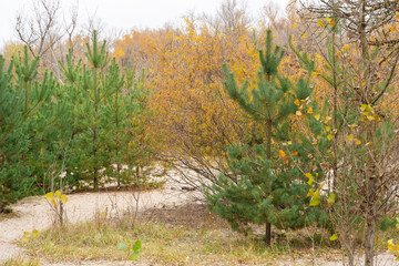 Pine trees grow or plantation of young coniferous in autumn forest. Newly planted forest among deciduous trees. Forestry of evergreen sprout. Reforestation, afforestation and environmental recovery.