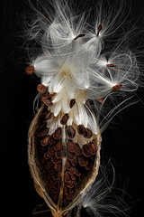 Milkweed seed pod with silky white fibers and brown seeds
Open milkweed pod showing silky white fibers and brown seeds against a dark background.
