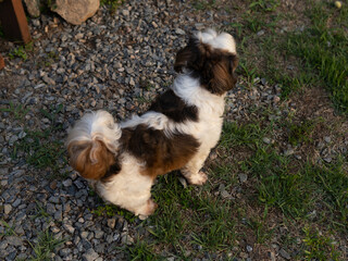 강아지 © 신용 박