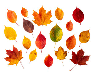 Collection of colored fallen autumn leaves on the desk