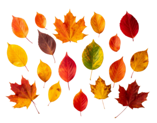 Collection of colored fallen autumn leaves on the desk