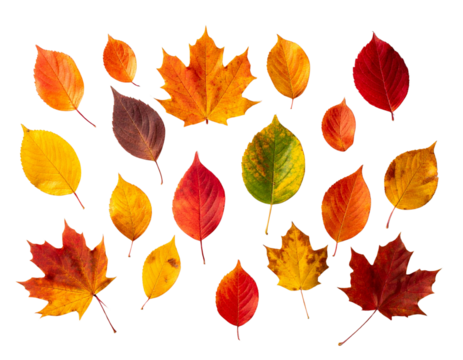 Collection of colored fallen autumn leaves on the desk