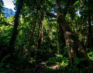 Lush tropical forest path