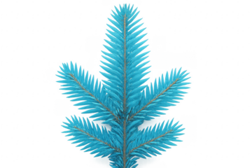 Light blue fir branch with transparent background representing christmas spirit