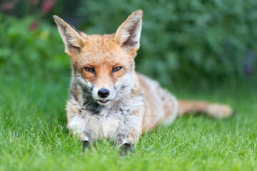 Portrait of a cute red fox lying calmly on a green grass