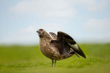 Great skua with wings spread calling on coastal grassland