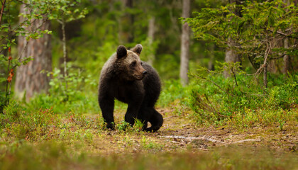 Obraz premium Wild young brown bear standing alert on a woodland path