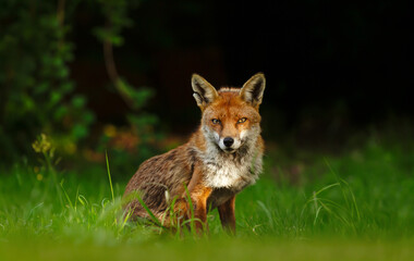 Portrait of a red fox sitting on green grass in a meadow
