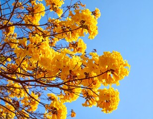 Bright yellow flowers against a clear blue sky (1)