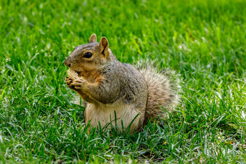 squirrel eating a peanut 