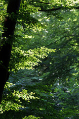 Green beech leaves Fagus sylvatica in sunlight with rain in dark forest
