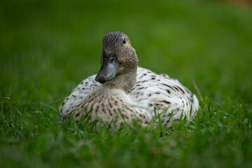 An adult duck with pale feathers resting on a lawn.
