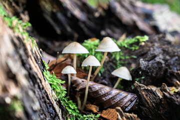 Mycena mushrooms on decaying wood with moss in autumn forest habitat