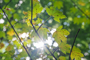 Acer pseudoplatanus leaves backlit with sun rays and bokeh in forest