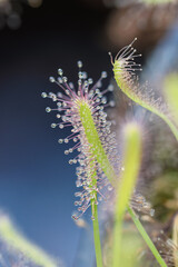 Drosera close-up with glistening mucilage on carnivorous leaf tentacles