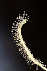 Drosera close-up with glistening mucilage on carnivorous leaf tentacles