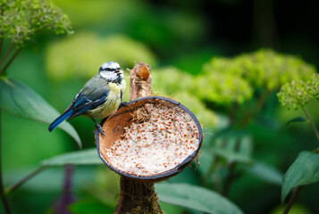 Blue tit juvenile feeding from suet filled coconut bird feeder in a garden