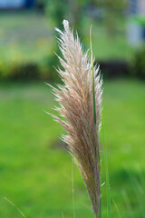 Cortaderia selloana - Pampas Grass Plume in Summer Light