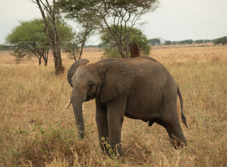 Fototapeta premium Young African elephant walking through dry grassland in Tanzania savanna with scattered acacia trees in the background.