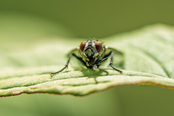 Sarcophaga carnaria - Flesh Fly Close-Up on Leaf