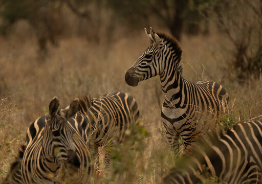 Zebras grazing in tall grass in the Tanzanian savanna, with one zebra standing alert among the herd.