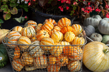 ariety of Pumpkins in Metallic Baskets Displayed on Floor at Farmers Market. Seasonal Harvest Display with Pumpkins in Rustic Metal Containers at Outdoor Market