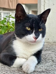 black and white cat