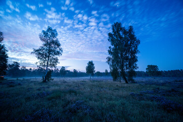 Behringer Heide im Sonnenaufgang in voller Blüte mit Nebel über der Heidelandschaft