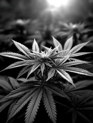 Marijuana Bloom