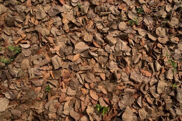 Dry leaves  