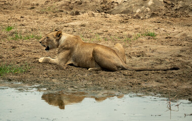 Lioness lying near a waterhole in Tanzania, resting on sandy ground with reflection in the water.
