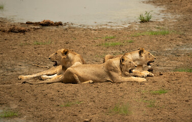 Three lionesses resting side by side on the edge of a waterhole in the Tanzanian savanna.