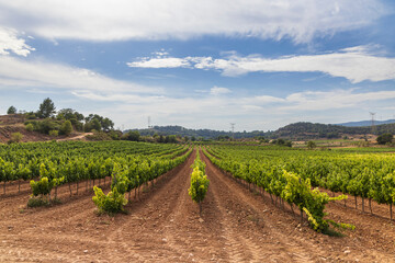 Rows of grapevines growing in a vineyard in Blancafort, Catalonia, Spain