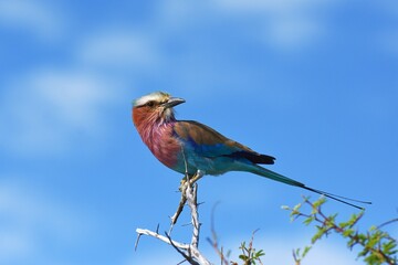 Gabelracke (Coracias caudatus) im Etoscha Nationalpark in Namibia