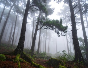 Misty pine forest scene