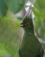 A Schalow turaco close up