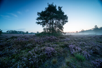 Behringer Heide in der Lüneburger Heide in voller Blüte mit Imkerstand im Sonnenaufgang